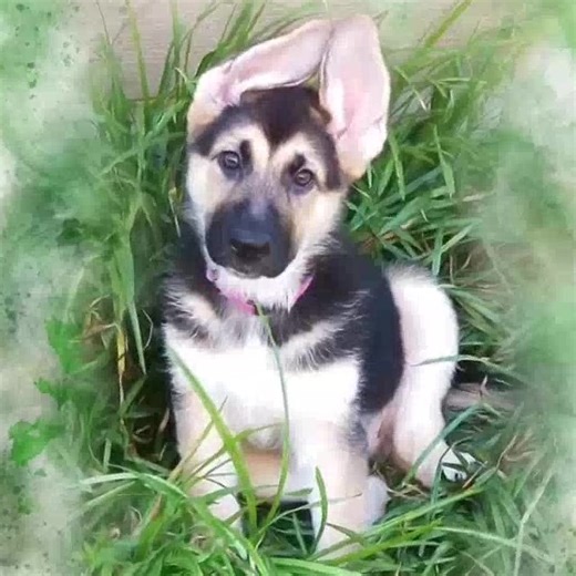 We are SO excited to share that Beauties and Beasts was selected as the 💯% Weekend Fundraiser for May with Digital Watercolors For Donations! We will post more information about how you can participate soon! For now, we’ll give you all time to search through the hundreds (thousands 🫠) of photos of your precious fur babies to have transformed into a beautiful digital watercolor for a small donation! 100% of the proceeds from this fundraiser goes towards animals in our care! All thanks to the am