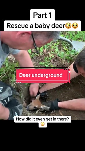 Underground deer 😱#animalhysterics #animal #drama #scary #wild #crazy #shocking #fyp #deer #rescue