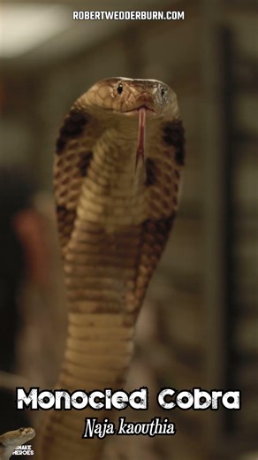 Monocled Cobra's Defense Mechanism is Insane #wildlife #snake #cobra