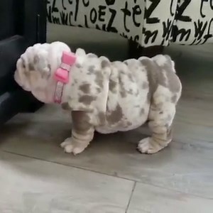 🚨Female lilac tri merle. She is something else... 🔥💪😍 | English Bulldog
