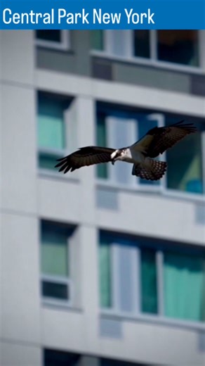 Central Park Osprey Fish Hunts A Rare Urban Wildlife Moment