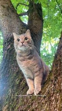 The cat is sister 2 She controlling the situation