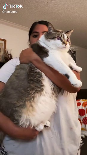 Funny Fat Cat Compilation: Chunky Baby Hilarious Moments