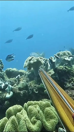 spearfishing #456 #fypシ #fypシ゚viral #spearfishing #mancing #tiktok #fishing #fyp