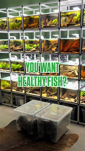 Boost Your Aquarium's Health with Natural Leaves