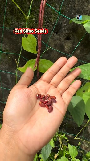 Anyone can grow F1 red cowpeas right at home 💪 Just a few seeds - a little loose soil - water evenly, and after 40-45 days you will have a red bean trellis with fruit! ✅ 40-60cm long fruit, eye-catching bright red color ✅ Very fruitful - harvest continuously ✅ Few pests, easy to grow even for beginners 👉 Each seed pack can grow 15-20 plants Try it now to have a garden full of clean vegetables 🌿 BUY NOW: https://www.goldenstore247.online/daudof1 | Seed & Grow Hub