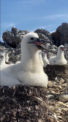Albatross Chicks Face a Terrifying Survival Test #animals #nature #albatross