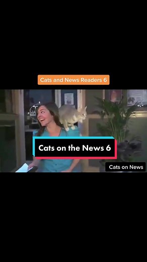 Cats in the News: Heartwarming Stories of Feline Rescue