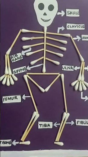 Human Skeleton project # Using earbuds, glue, scissors, paper and sketch pen # school activity