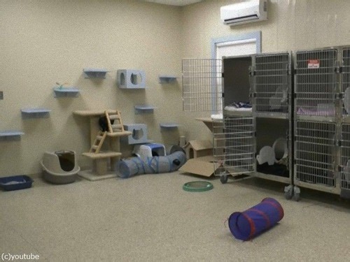 カナダの保護施設で異例事態「動物が1匹もいなくなってしまった」→うれしい理由だった : らばQ