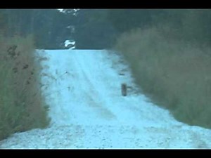 Huge Wild cat in Indiana