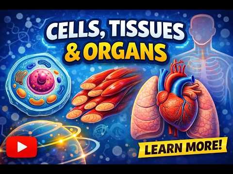 Cells vs Tissues vs Organs | What's the Difference?
