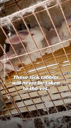 These rabbits will never know freedom or what kindness feels like 💔 #rabbit #angora #rabbits
