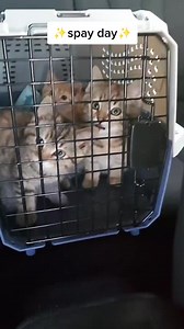 just once I'd like to see a kitten rest after surgery 😂 #spayandneuter #spayday #cafs | Fostering kittens