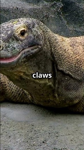 Komodo Dragon The Giant Lizard Unleashed!