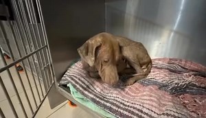 Morgana remains hospitalized as she continues treatment for mange and Ehrlichia. Her platelets remain low, but not dangerously low. She is getting breaks from wearing a cone, which she is enjoying. Read Morgana’s story here: https://fb.watch/ExjkxcE3zZ/? #savinghueyfoundation #finishingwhatwestarted #shfmorgana | Saving Huey Foundation