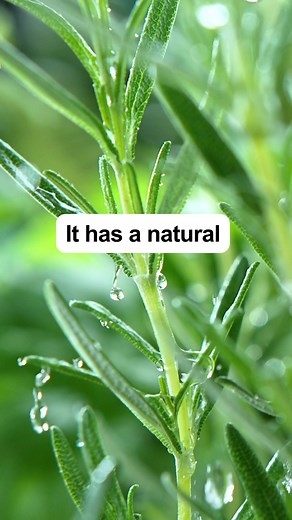 4.4M views · 115 reactions | Toenail fungus is embarrassing and painful but EMUAIDMAX® can help. It is a powerful ointment that helps to reduce the symptoms of nail fungus naturally. Comes with a 30-day money-back guarantee. | Emuaid | Facebook