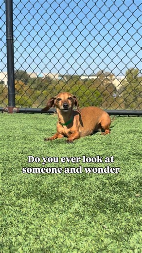 Not quite sure what’s going on in Tulio’s noggin, but we do know that he is having a great time! 😄🐾🩵 #petparadise #petparadisecedarpark #doggydarecare #dogboarding #cedarbark #dogs #dogsofinstagram #cute #whatisgoingoninsidetheirhead #sillydog #dachshund | Pet Paradise Cedar Park