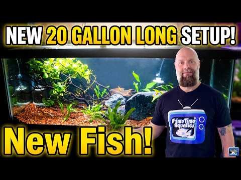 I Set-Up a New 20 Gallon Long with New Fish!