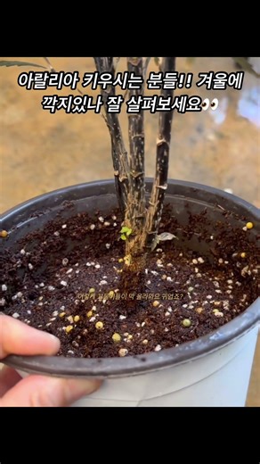 Scale insects that cannot be avoided in winter... . #gardening #plantgrowing #scaleinsects #pests...