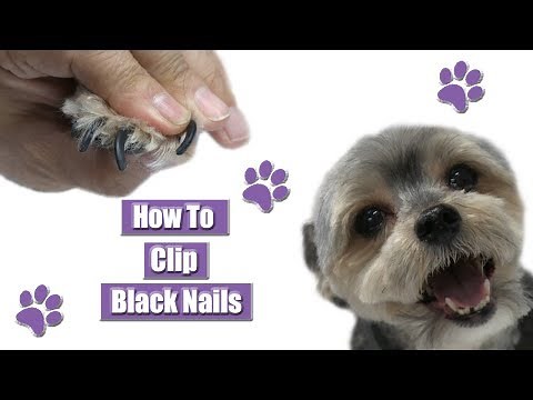 How To Clip Black Dog Nails