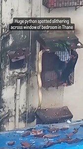 1.2K views · 49 reactions | In a viral video, a huge python is seen...