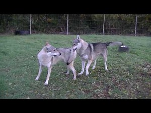 2019 Portée Akshaya & Izaak : parade amoureuse Elevage des Loups d'Akairo