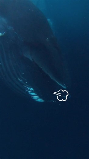“It nearly swallowed me” LOL why am i so dramatic 😂 Maybe im one of the only people who has seen a whale burp?! #whales #whale #humpbackwhales #humpbackwhalewatching #whalesquad🐳 #norway #humpbackwhale