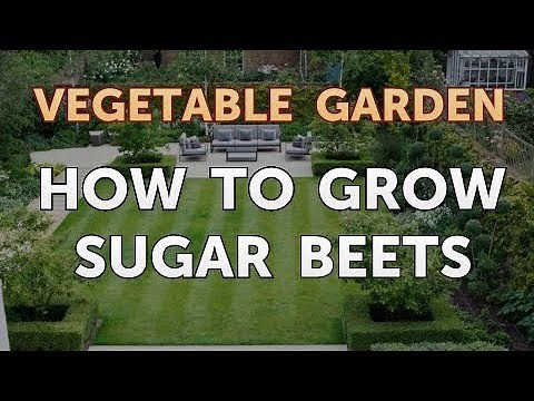 How to Grow Sugar Beets