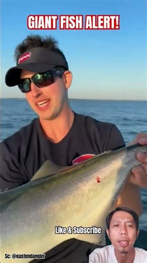 Huge Amberjack Catch! This Monster Fish Is Unbelievable!