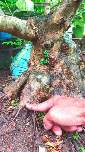 Bonsai Tauchi Program Akar #Shorts