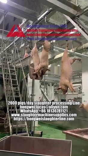 Modern Pork Plant 2000 Pigs/Day Slaughterhouse Processing Line | Nanjing Hongwei Abattoir Equipment