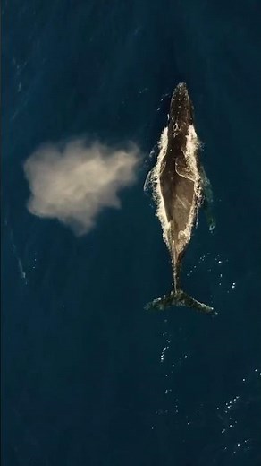 Whale Showdown: Orcas vs.Sperm Whales | #whale #killerwhale #orca#animals #wildlife #nature #shorts