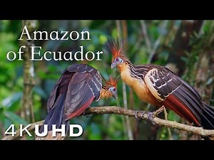 The Amazon Rainforest of Ecuador - Nature and Wildlife 4K, 60fps
