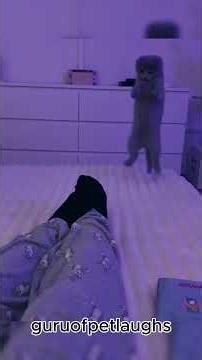 Cats Jump Fail 😂 | Epic Cat Fails Compilation