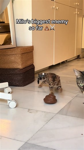 He just wanted to play… but the poop had other plans 💩😭 #catssoftiktok #funnycat #catfail ##movingpoop