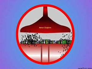 04_Muscle Trigger Point Formation - Fiber Membrane Events