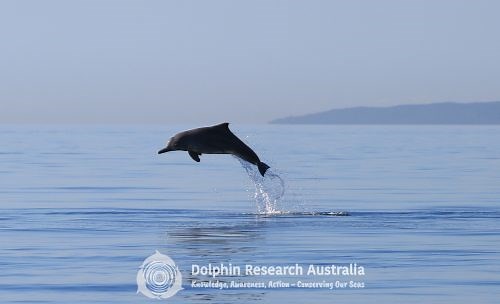 Moreton Bay Dolphin Research Project - Dolphin Research Australia.Org