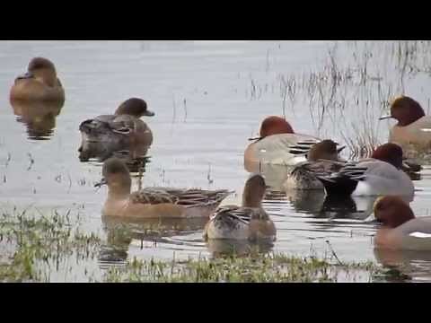 Eurasian Wigeon (Anas penelope)