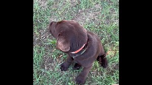 one of our started puppies from our Josie and Major litter! These are very motivated and BEAUTIFUL puppies. Just look at that face. This puppy is ready to go home and spend the summer with a family of his own! | Kentfield Kennels Labrador Retrievers