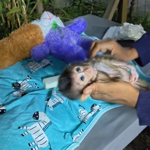 This is the consequence of Ruby the monkey always biting her thumb. #MonkeyLover #babymonekey #smallbabymonkey #littlebabymonkey #cutemonkey #funnymonkey | Monkey Lover