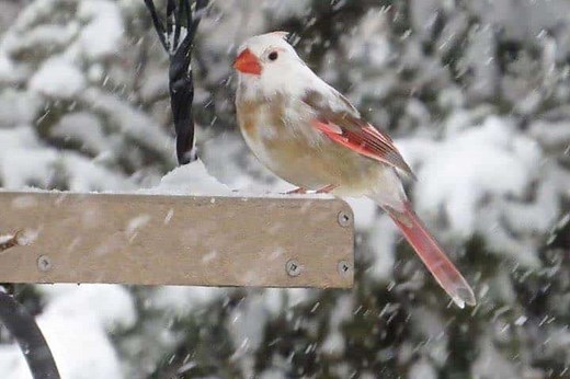 White, Albino & Leucistic Cardinals: How the 3 Are Different   15 Photos & Videos
