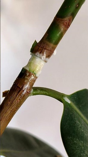 Statt schneiden Abmoosen Anleitung DIY Lifehack Mondkalender Tipp Gummibaum Ficus elastica vermehren