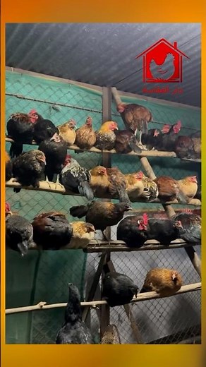 ⁨ ⁨حافظ على نظافة حظيرتك 🐓🐔🐓‏‎#دار_الفقاسة #⁩⁩⁩⁩⁩⁩⁩⁩⁩⁩⁩⁩⁩⁩⁩⁩⁩⁩⁩⁩⁩⁩⁩⁩⁩⁩⁩⁩⁩⁩⁩⁩⁩⁩⁩⁩⁩⁩⁩⁩⁩⁩⁩⁩⁩⁩⁩⁩