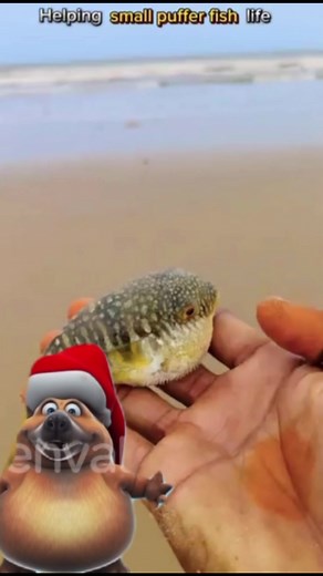 #fish #pufferfish #hopecore #save