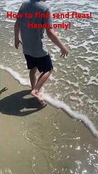 How to find and catch sand fleas for fishing! Hands only! #fishing #sandflea #outdoors #bait #fun