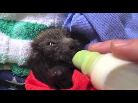 Baby bats after a feed: Milk Coma