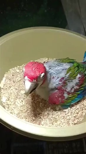 beautiful Macaw parrot baby #parrots020 #macaw #parrot