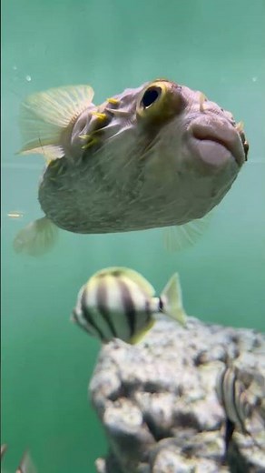 私が一番好きな水族館、葛西臨海水族園。My Favorite Aquarium – Kasai Rinkai Aquarium#水族館 #Aquarium#葛西臨海水族園