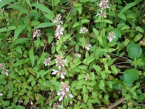 Stachys floridana - Alchetron, The Free Social Encyclopedia